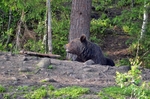 Brown Bear