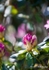 Rhodedendron