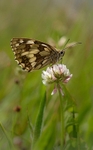 Marbled White Butterfly