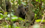 Young gorillas playing