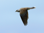 Turtle Dove in flight at Otmoor RSPB