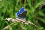 Common Blue