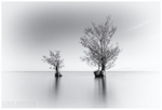 Lough Shore Trees (IMG0472a)