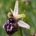 Ophrys biscutella x Ophrys passionis ssp garganica. Hybrid