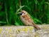 Tree Sparrow