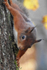 Cheeky Squirrel