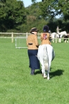 S17 - Condition & Turnout - Lead Rein portfolio