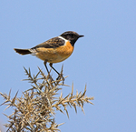 Stonchat on a thistle