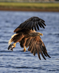 White-tailed Sea-Eagle early morning fish grab, Flatanger, Norway