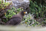 Striated Caracara, Carcass Island jetty, Falklands