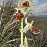 Tyrhennian Ophrys (Ophrys tyrrhena)