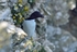 Razorbill