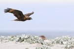 Striated Caracara in flight low over beach, Sea Lion Island, Falklands