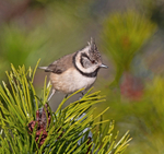 Crested Tit - Lophophanes cristatus