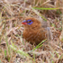 Purple Grenadier (female)