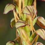 Man Orchid (Orchis anthropophorum synonymous with  Aceras anthrophorum) 
