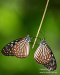 Nature-1
