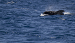 Short finned pilot whale, Madeira, Portugal (ref M21)