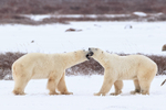 Male Polar Bears face off, Churchill, Canada