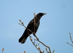 Carrion Crow