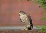 Sparrowhawk - Accipiter nisus