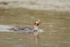 Common Merganser shaking head, Silver Salmon Creek, Alaska