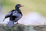 Rock Shag drying wings, Carcass Island, Falklands