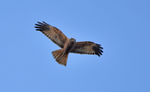 Marsh Harrier