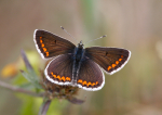 Brown Argus
