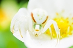 Crab Spider