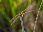 Four-spotted Chaser