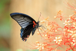 Great Mormon butterfly, Tad Sae waterfall, Laos