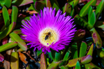 Hottentot Fig Carpobrotus edulis rufescens-25