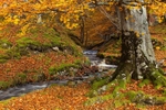 Autumn Gold