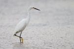 Snowy Egret