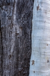 Standley Chasm Gum tree detail