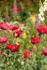 1 Poppies and Foxgloves