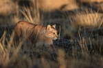 Puma moving, light and shadow, Torres del Paine, Chile