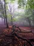 Wilsons Woods