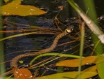 Grass Snake