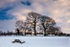 Virgin snow