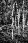 Lumsdale Silver Birch