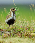 Golden Plover (breeding plumage), Iceland