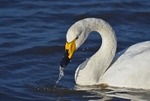 Whooper Swan