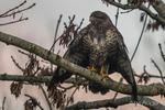 Airing its wings - Buzzard (Buteo buteo)