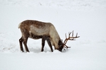 Reindeer