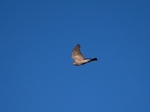 Sparrowhawk