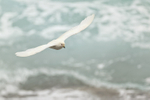Snowy Sheathbill flying, sea background, Saunders Island, Falklands