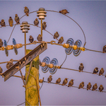3rd Print-Bird On A Wire-Cheryl Hewitt