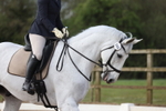 Unaffiliated Dressage portfolio